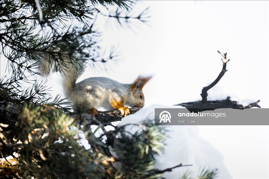 Kars’taki sarıçam ormanlarında kızıl sincapların kış mesaisi