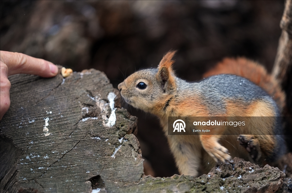 Ankara'da soğuk hava