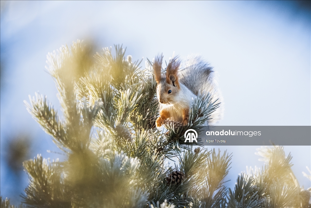 Kars’taki sarıçam ormanlarında kızıl sincapların kış mesaisi