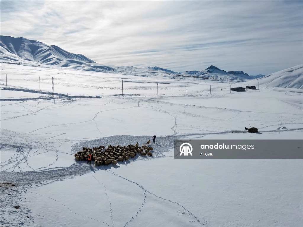 Van'da besiciler zorlu kış şartlarında hayvanlarının bakımını yapıyor