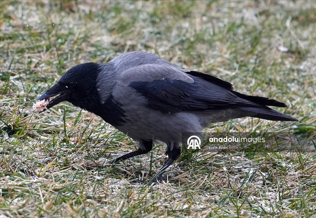 Ankara'da soğuk hava