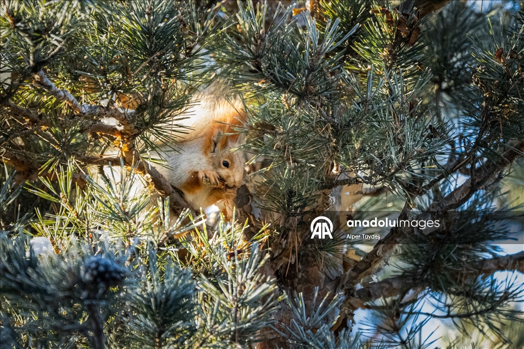 Kars’taki sarıçam ormanlarında kızıl sincapların kış mesaisi