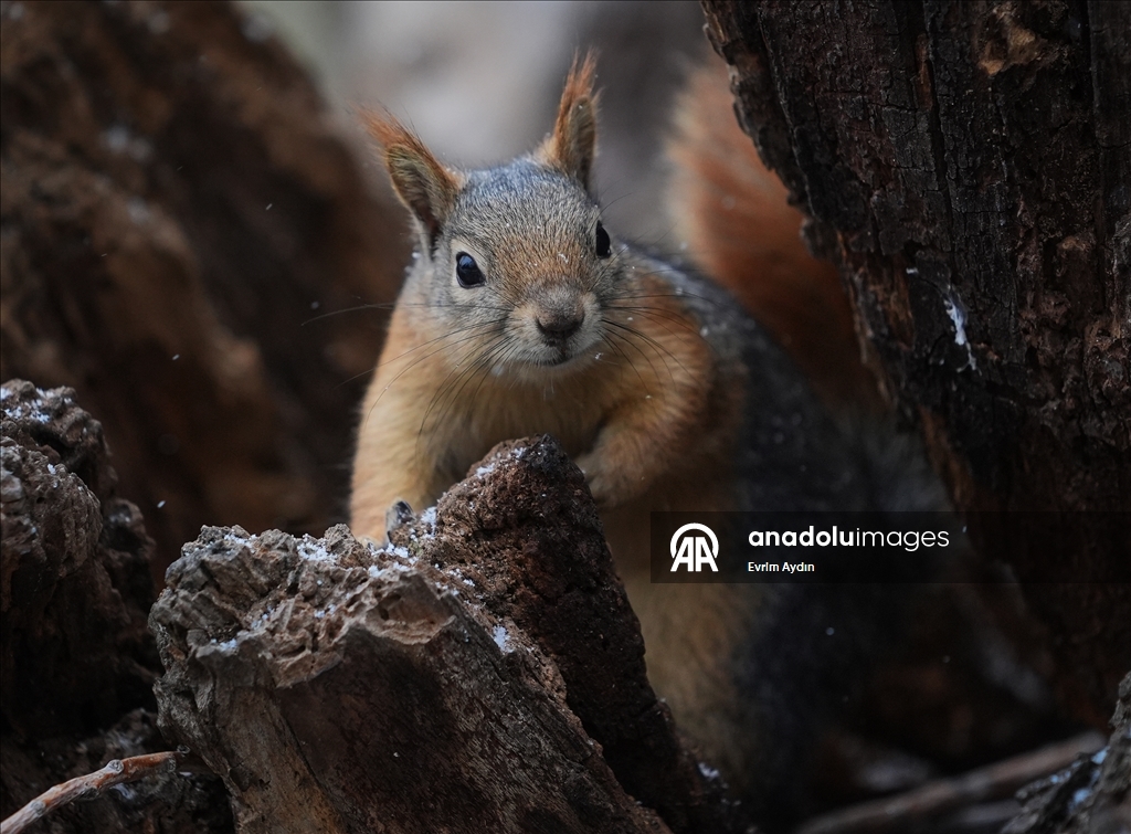 Ankara'da soğuk hava
