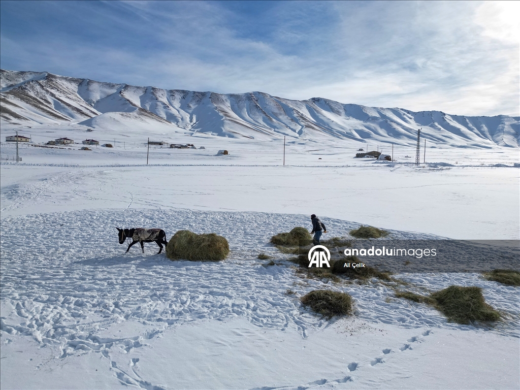 Van'da besiciler zorlu kış şartlarında hayvanlarının bakımını yapıyor