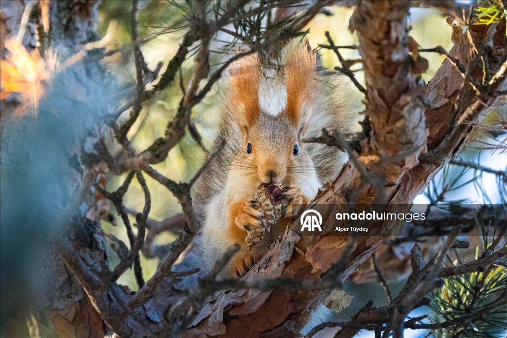 Kars’taki sarıçam ormanlarında kızıl sincapların kış mesaisi