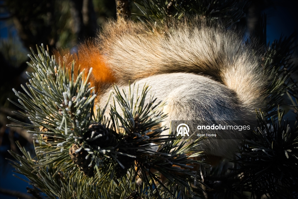 Kars’taki sarıçam ormanlarında kızıl sincapların kış mesaisi