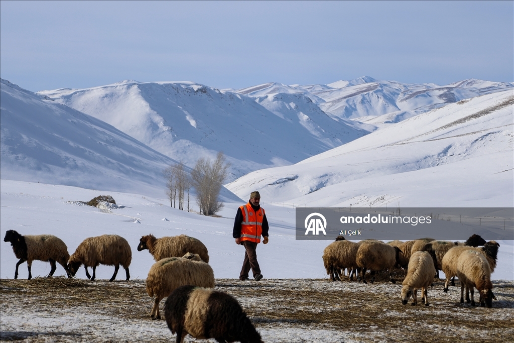 Van'da besiciler zorlu kış şartlarında hayvanlarının bakımını yapıyor