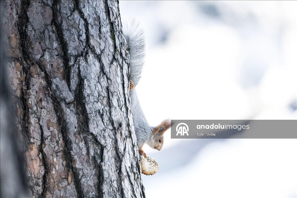 Kars’taki sarıçam ormanlarında kızıl sincapların kış mesaisi