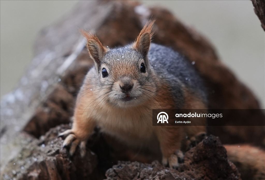 Ankara'da soğuk hava