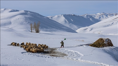 Van'da besiciler zorlu kış şartlarında hayvanlarının bakımını yapıyor