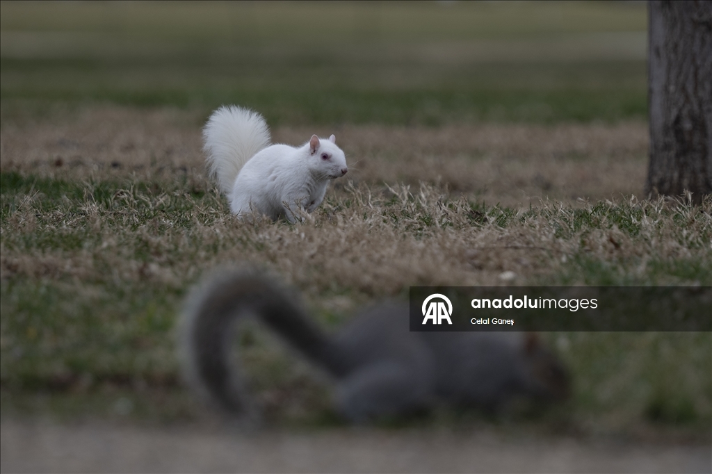 Washington'da doğanın nadir canlılarından biri olan albino sincap görüntülendi