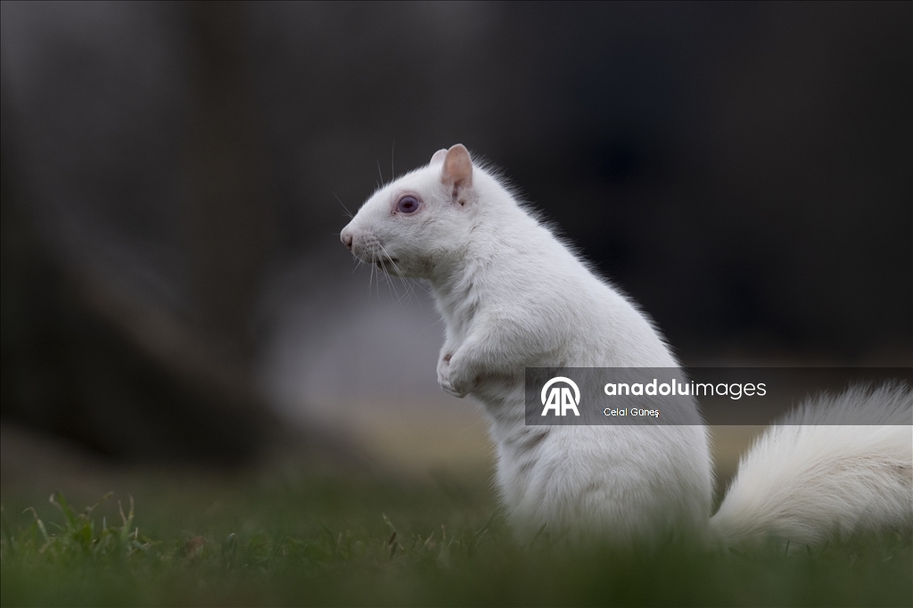 Washington'da doğanın nadir canlılarından biri olan albino sincap görüntülendi