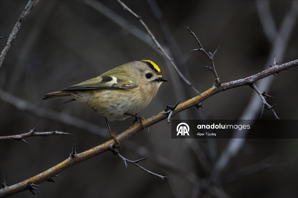 Türkiye ve Avrupa'nın en küçük kuşu: Çalıkuşu
