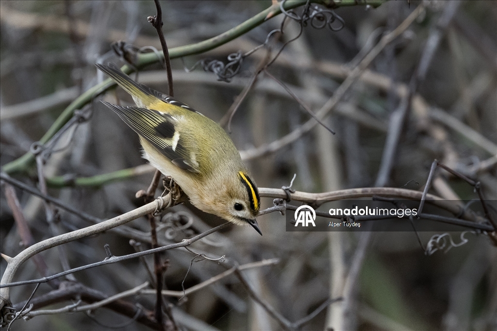 Türkiye ve Avrupa'nın en küçük kuşu: Çalıkuşu