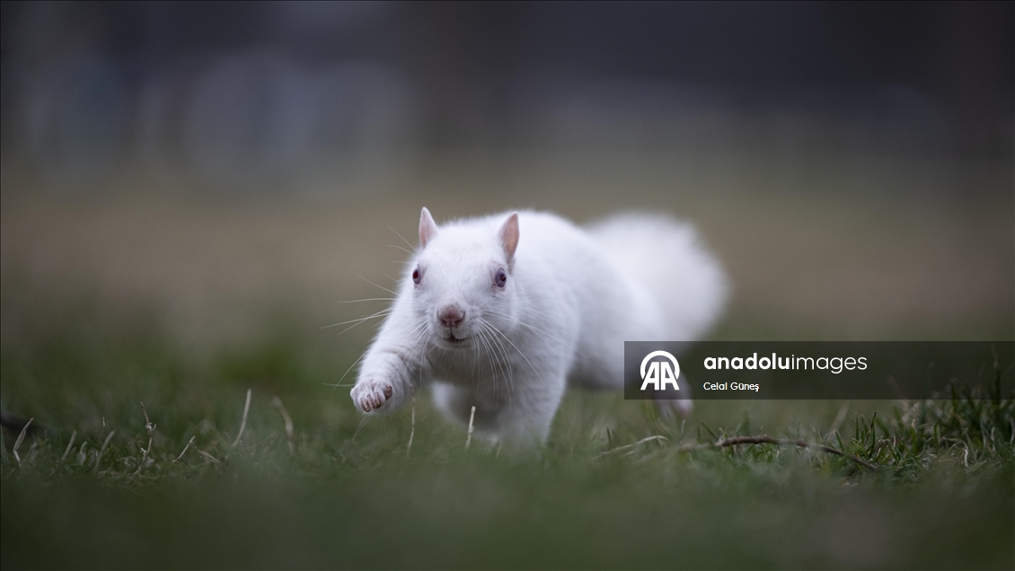 Washington'da doğanın nadir canlılarından biri olan albino sincap görüntülendi
