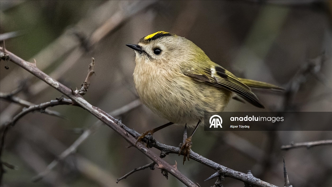 Türkiye ve Avrupa'nın en küçük kuşu: Çalıkuşu