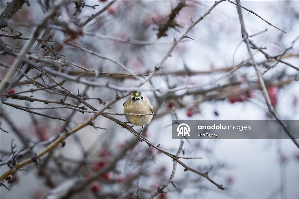 Türkiye ve Avrupa'nın en küçük kuşu: Çalıkuşu