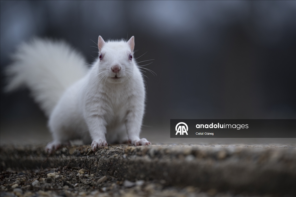 Washington'da doğanın nadir canlılarından biri olan albino sincap görüntülendi