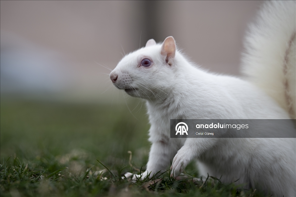 Washington'da doğanın nadir canlılarından biri olan albino sincap görüntülendi