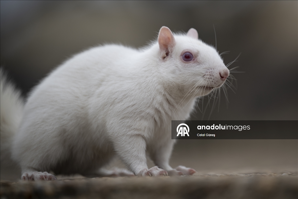 Washington'da doğanın nadir canlılarından biri olan albino sincap görüntülendi