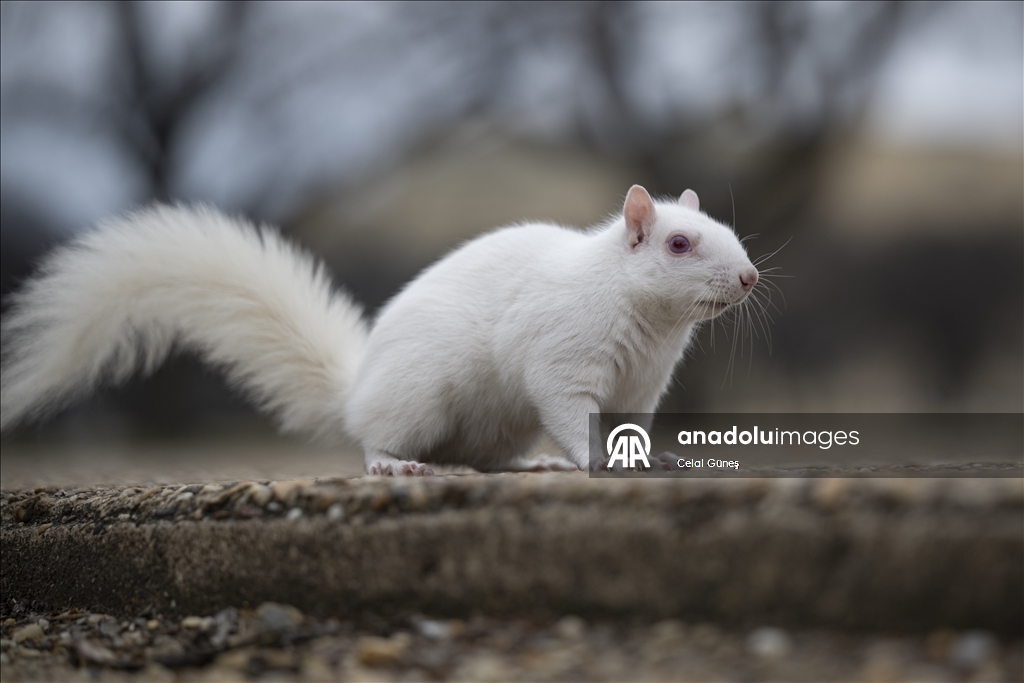 Washington'da doğanın nadir canlılarından biri olan albino sincap görüntülendi