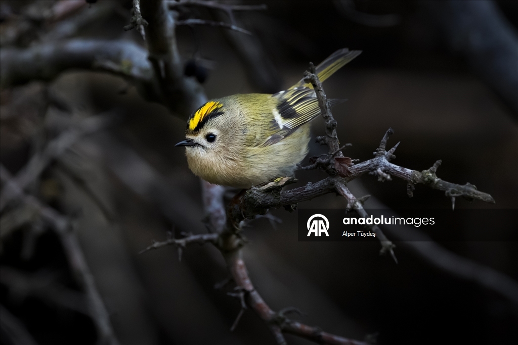 Türkiye ve Avrupa'nın en küçük kuşu: Çalıkuşu