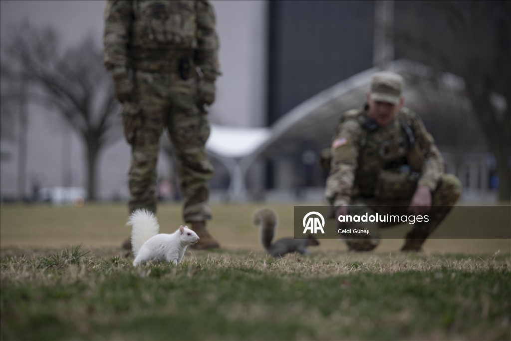 Washington'da doğanın nadir canlılarından biri olan albino sincap görüntülendi