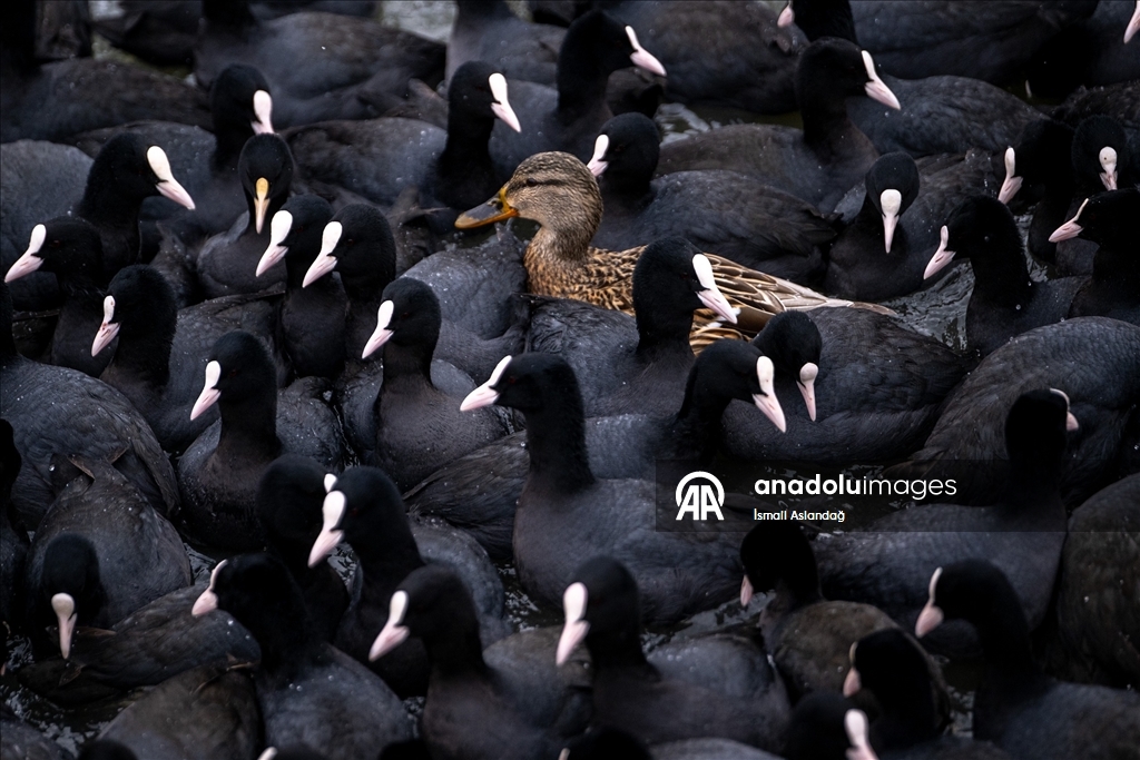 Mogan Gölü, kısmen dondu