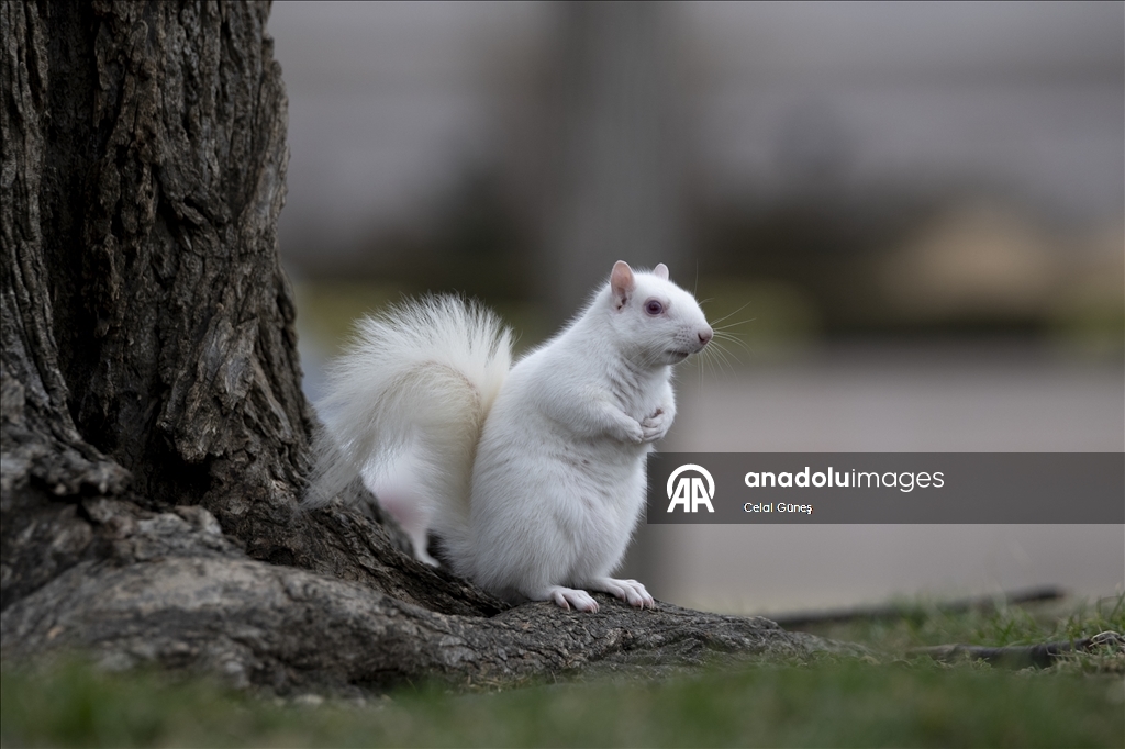 Washington'da doğanın nadir canlılarından biri olan albino sincap görüntülendi