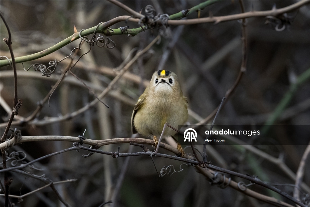 Türkiye ve Avrupa'nın en küçük kuşu: Çalıkuşu