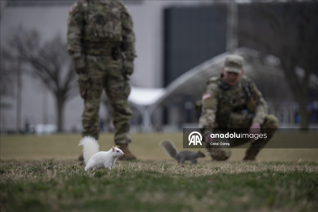 Washington'da doğanın nadir canlılarından biri olan albino sincap görüntülendi