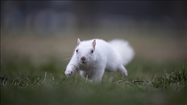 Washington'da doğanın nadir canlılarından biri olan albino sincap görüntülendi