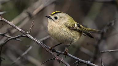 Türkiye ve Avrupa'nın en küçük kuşu: Çalıkuşu