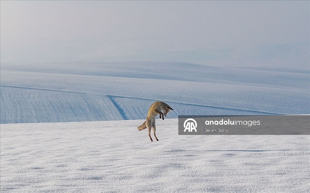 В объективы камер попали рыбаки, занимающиеся рыбной ловлей на снегу в Диярбакыре