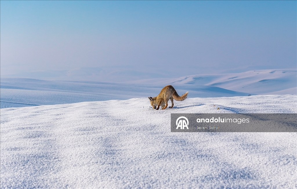 В объективы камер попали рыбаки, занимающиеся рыбной ловлей на снегу в Диярбакыре