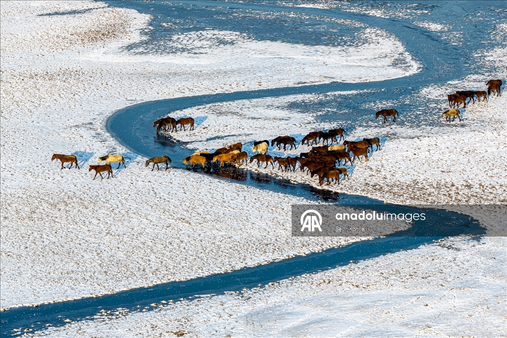 В заповеднике Хюрметчи в Кайсери полудиких лошадей защищают от суровых зимних условий