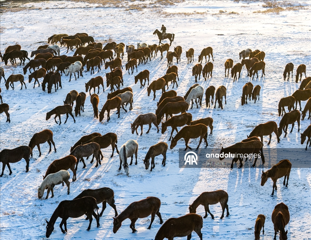 В заповеднике Хюрметчи в Кайсери полудиких лошадей защищают от суровых зимних условий