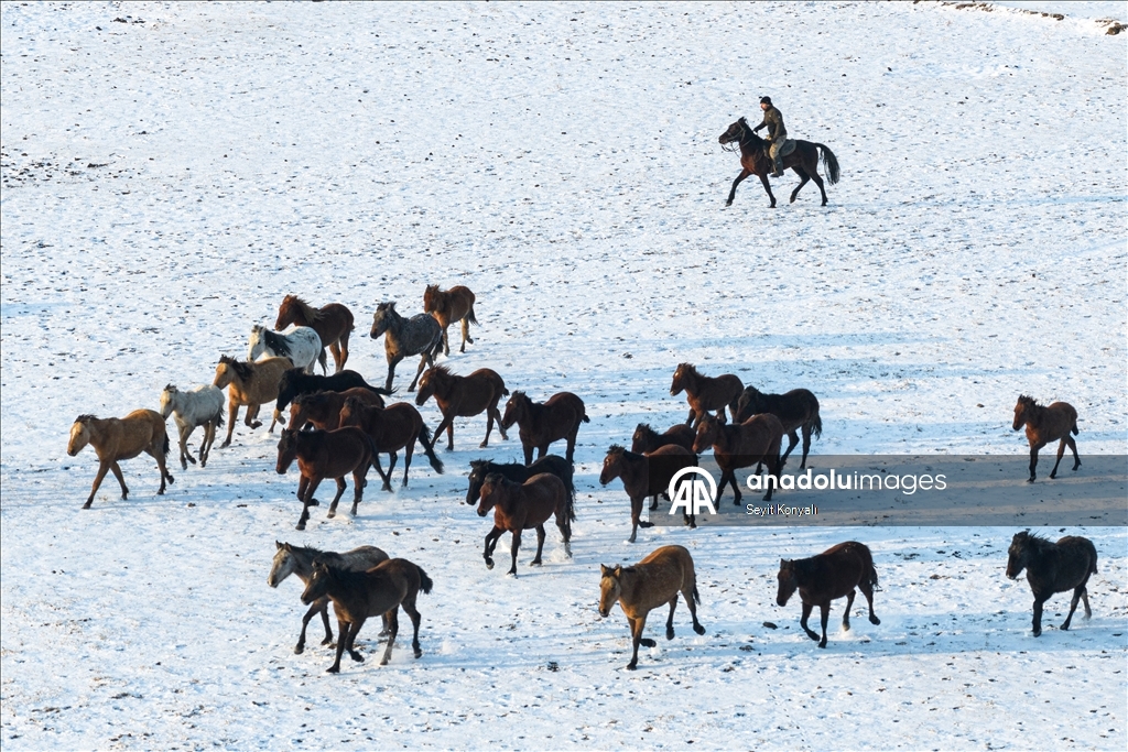 В заповеднике Хюрметчи в Кайсери полудиких лошадей защищают от суровых зимних условий