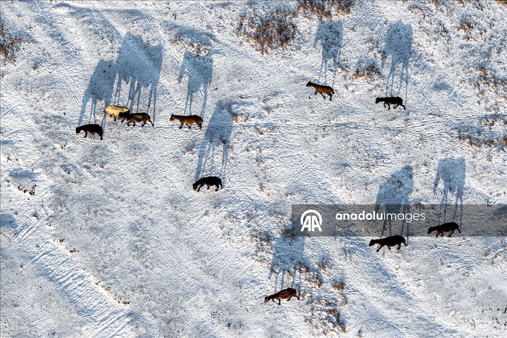 В заповеднике Хюрметчи в Кайсери полудиких лошадей защищают от суровых зимних условий