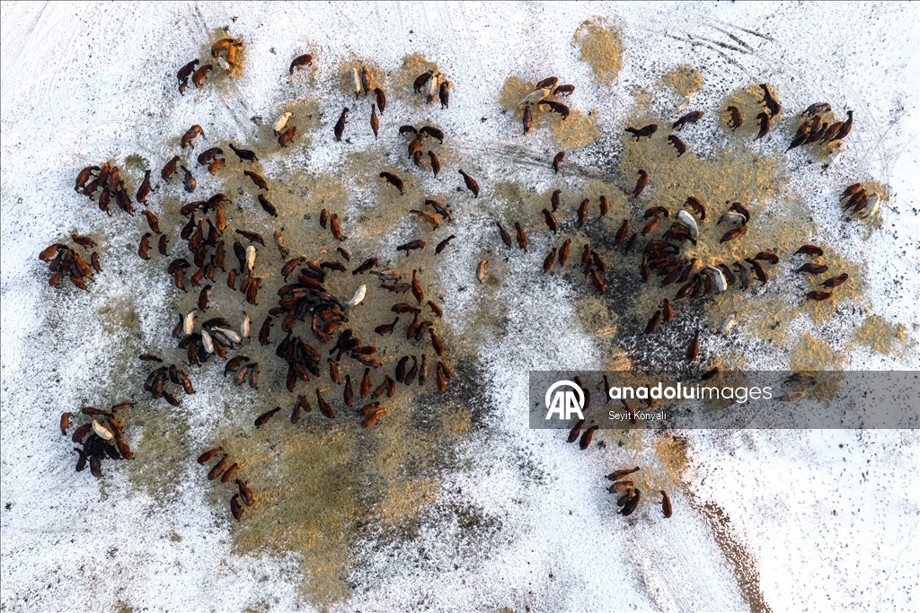 В заповеднике Хюрметчи в Кайсери полудиких лошадей защищают от суровых зимних условий