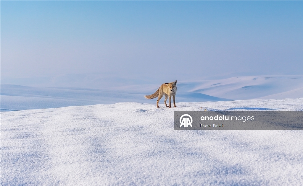 В объективы камер попали рыбаки, занимающиеся рыбной ловлей на снегу в Диярбакыре