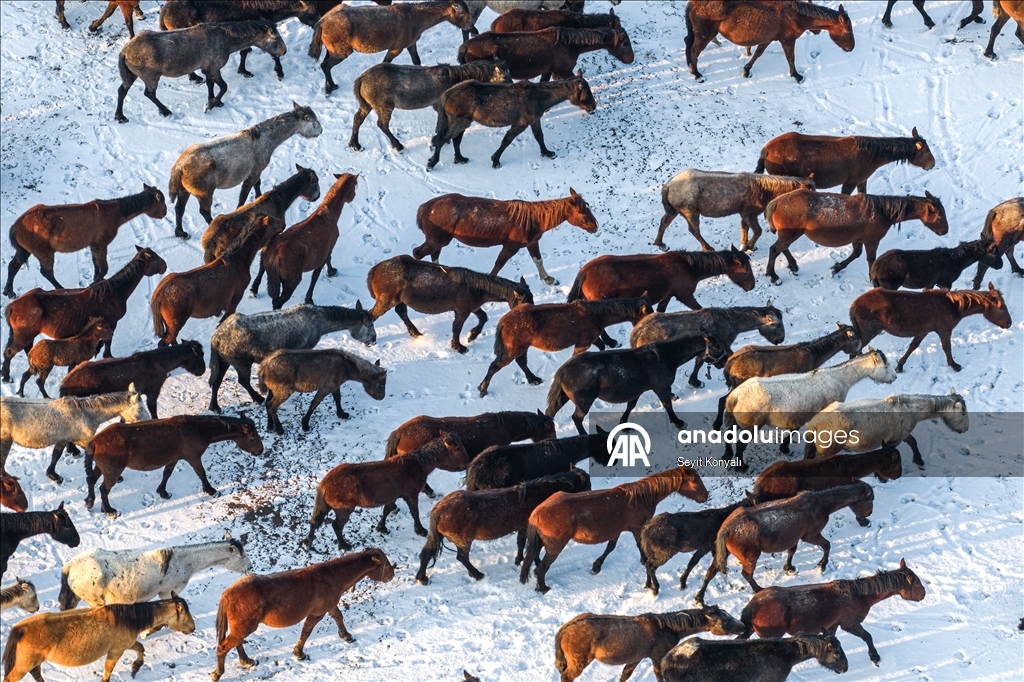 В заповеднике Хюрметчи в Кайсери полудиких лошадей защищают от суровых зимних условий