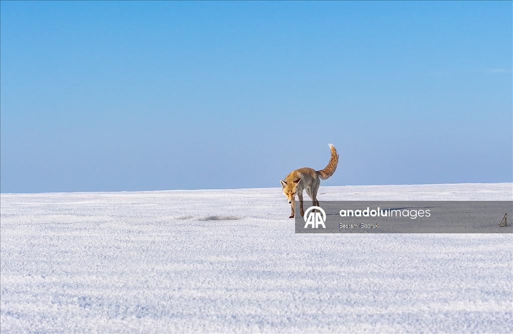 В объективы камер попали рыбаки, занимающиеся рыбной ловлей на снегу в Диярбакыре