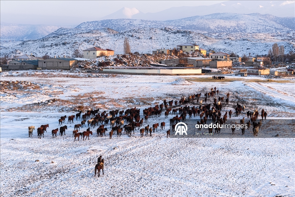 В заповеднике Хюрметчи в Кайсери полудиких лошадей защищают от суровых зимних условий