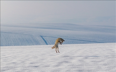 В объективы камер попали рыбаки, занимающиеся рыбной ловлей на снегу в Диярбакыре