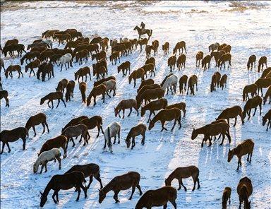 В заповеднике Хюрметчи в Кайсери полудиких лошадей защищают от суровых зимних условий