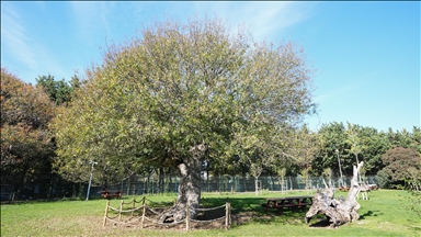 İstanbul'un anıt ağaçları yüzyılların hafızasını ayakta tutuyor