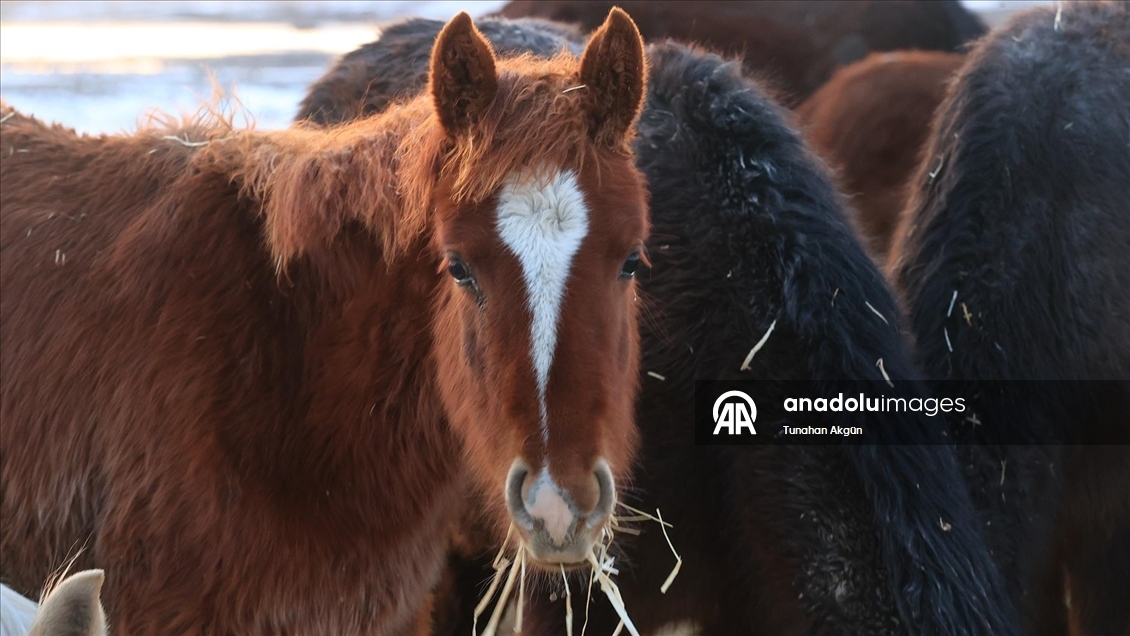 Hürmetçi Sazlığı'ndaki yılkı atları gün batımında dronla görüntülendi