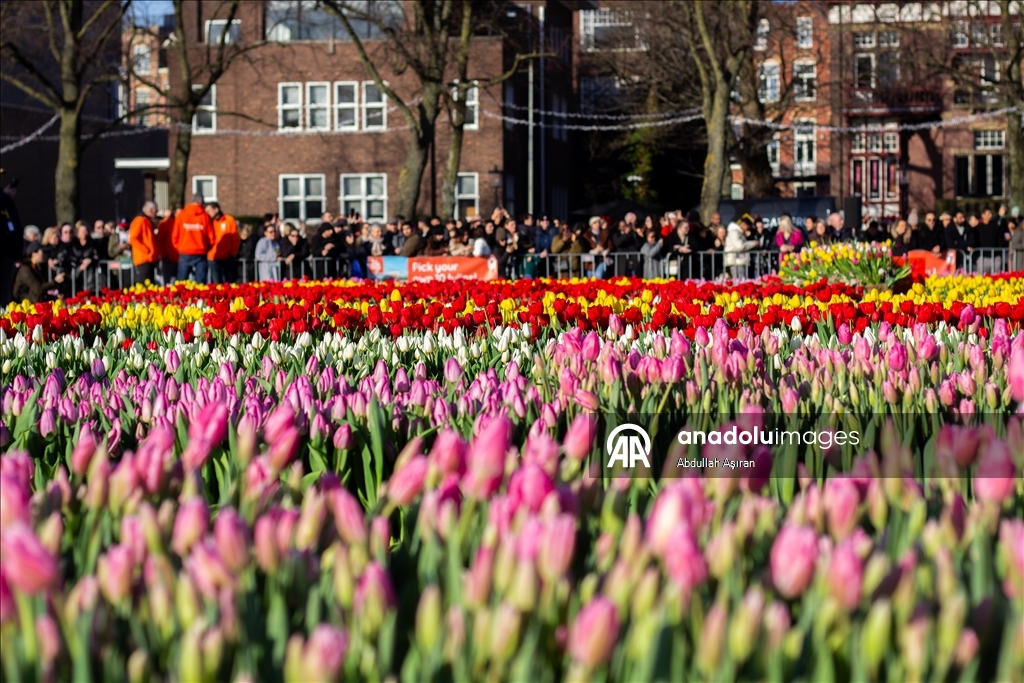 Hollanda’da "Ulusal Lale Günü" etkinliği
