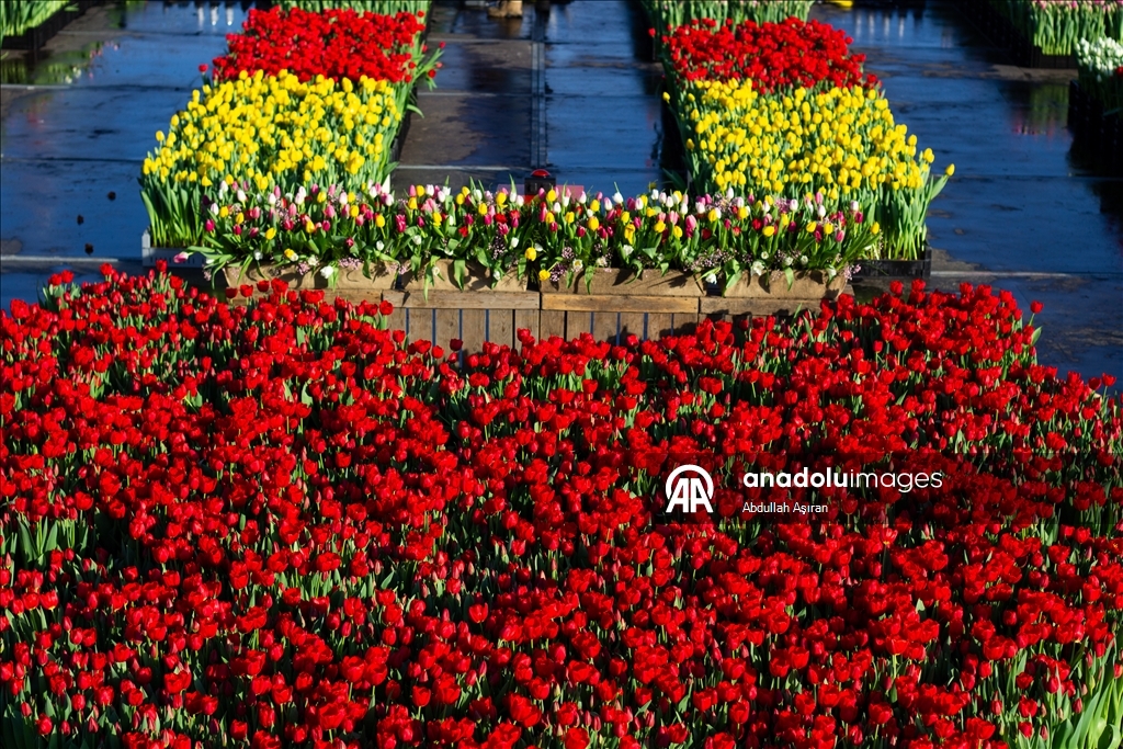 Hollanda’da "Ulusal Lale Günü" etkinliği